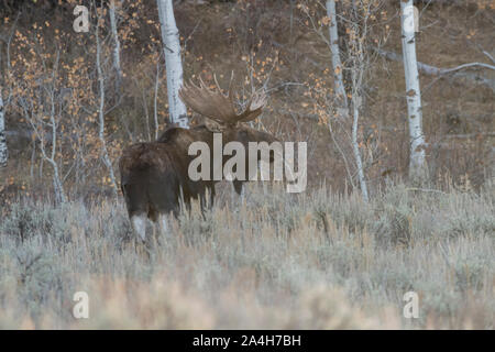 Bull Moose im Grand Teton National Park Stockfoto