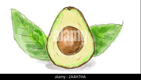 Aquarell Zeichnung eines Haas Avocado Obst mit Blättern auf Weiß. Stockfoto