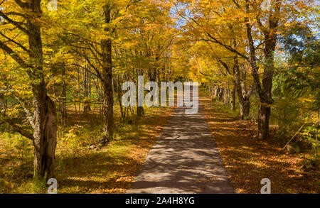 Einsame Gasse Straße Baum Blätter Herbst Herbst Farben Stockfoto