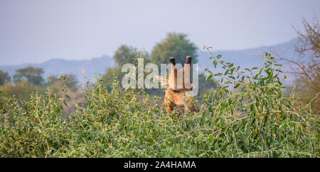 Eine männliche Giraffe aus der Nähe Grünfutter auf grüne Blätter an der Spitze eines Baumes Bild mit Kopie Raum im Querformat Stockfoto