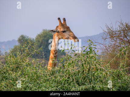 Eine männliche Giraffe aus der Nähe Grünfutter auf grüne Blätter an der Spitze eines Baumes Bild mit Kopie Raum im Querformat Stockfoto