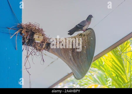 Tauben ein Nest gebaut und ruhen auf dem alten Horn Lautsprecher an das Gebäude Stange befestigt. Stockfoto