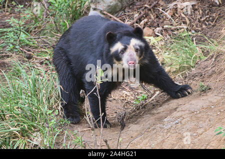 Brillenbär (Tremarctos ornatus), Ecuador Stockfoto