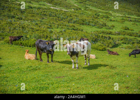 Kühe essen frische grüne Gras. Stockfoto