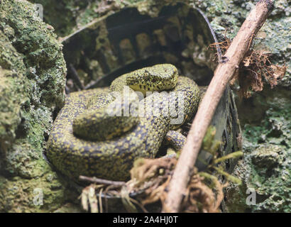 Eyelash Palm Bambusotter (Testudo schlegelii), Ecuador Stockfoto