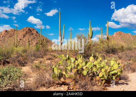 Sonnenuntergang an der gigantischen Saguaro Kaktus Stockfoto