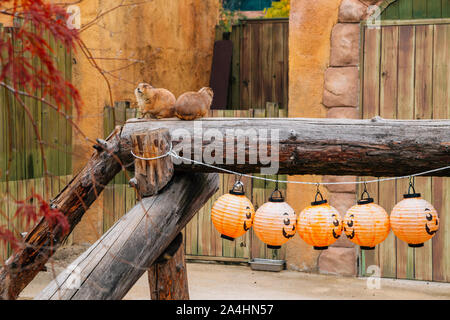 Seoul, Südkorea - 26. Oktober 2016: Halloween für Kinder Grand Park im Herbst Stockfoto