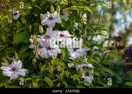 'Miss Bateman' frühe Großblütige Gruppe, Klematis (Clematis) Stockfoto