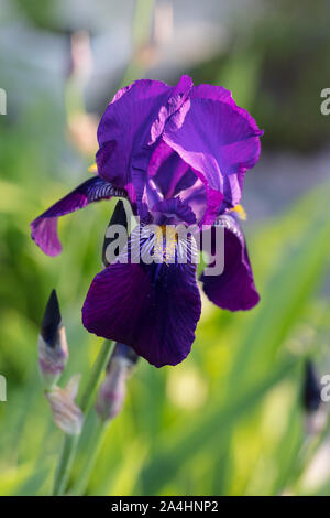 "Joanna" Tall Bearded Iris, Skäggiris (Iris germanica) Stockfoto