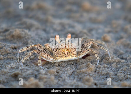 Juvenile Atlantic ghost Crab (Ocypode quadrata) am Sand im warmen Abendlicht, Galveston, Texas, USA Stockfoto