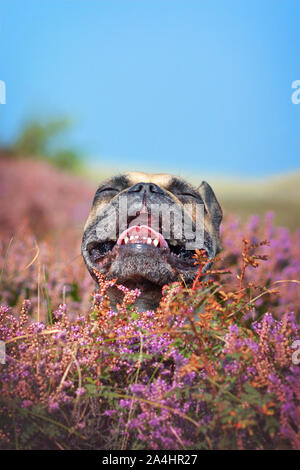 Lustige kleine braune Französische Bulldogge Hund mit geschlossenen Augen und offenen Mund in einem Feld von Lila blühenden Heidekraut Calluna vulgaris 'Pflanzen' Stockfoto