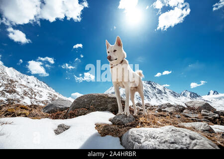 White Siberian husky oder Eskimo Dog steht auf einem Rock gegen Berge Stockfoto