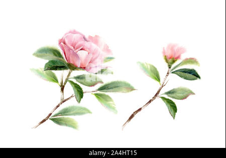 Camellia Zweige mit großen rosa Blume, Bud und Blätter. Aquarell handgezeichnete Abbildung auf Weiß für Hochzeit Schreibwaren design isoliert Stockfoto