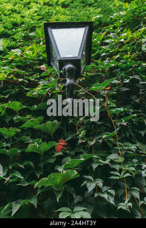 Antike Laterne in Ivy geschmiedet. antiken Palast, außen Stockfoto