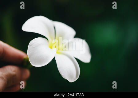 White Flower Frangipani Plumeria und natur grün Hintergrund/tropische Blumen im Garten Stockfoto