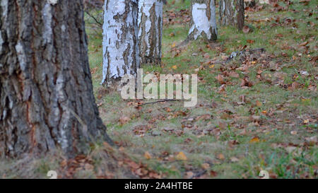 Silver Birch Gasse im frühen Herbst, weiße Birke, Betula pendula