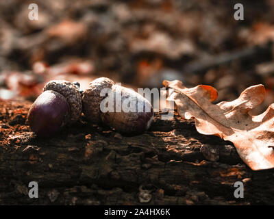 Cute rot orange Ahorn Blätter und zwei Eicheln liegen auf alten hölzernen Planken Hintergrund. Herbst Herbst Komposition für Karte Tapete mit Copyspace Stockfoto