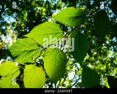 Die grünen Blätter der Nussbaum mit Hintergrundbeleuchtung. Stockfoto