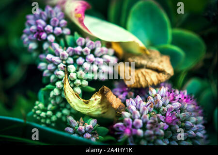 Auffällige Stonecrop Blume violette Knospen, getrocknete gelbe Blätter von Gartenpflanzen. Auch Eispflanze und Schmetterling Stonecrop (Hylotelephium Spectabile) genannt Stockfoto