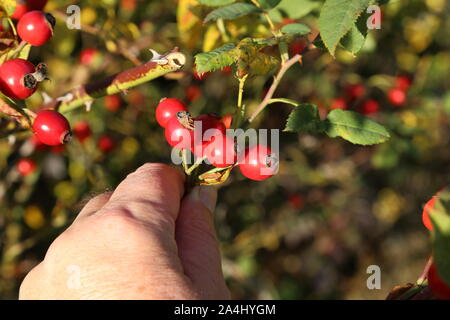 Briar, wilden Hagebutte Strauch in der Natur Stockfoto