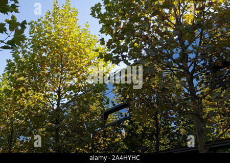 Herbst in den Straßen von Katowice Stockfoto