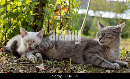 Katze Mama snoozes Neben einem lustigen Gähnen Kitten im Schatten eines Baumes, auf dem Land, an einem warmen Sommertag. Stockfoto