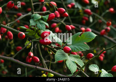 Rosa Canina Obst. Hagebutten Bush im Oktober. Die Hagebutten im Herbst. Beeren auf einem Busch. Stockfoto