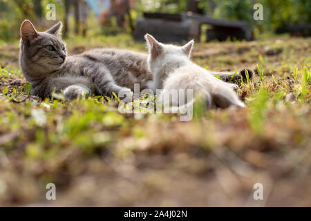 Eine Katze pflege Ihr Kätzchen, die auf dem Gras in der Werft, im Dorf, auf einem verschwommenen Hintergrund, auf einem sonnigen Herbsttag. Stockfoto