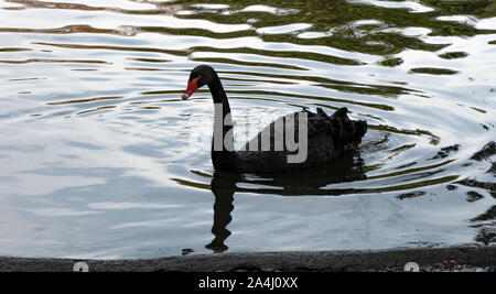 Schwarzer Schwan im Teich Stockfoto