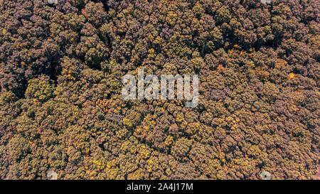 Overhead drone Schuß eines Autumn Forest canopy. Die Bäume dicht gebündelt Ein ähneln, Leiter der Brokkoli von oben. Stockfoto