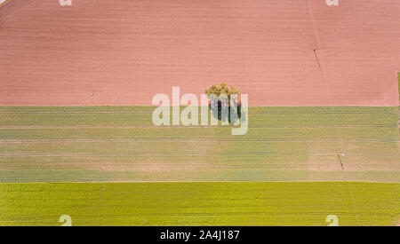 Overhead von Oben nach Unten drone Schuß eines einsamen Baum in der Mitte eines gepflügten Feldes. Stockfoto