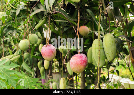 Verschiedene Arten von Mango Zeilen in den Garten. Hängende Mangos sind die Verbesserung der Schönheit des Gartens. Stockfoto