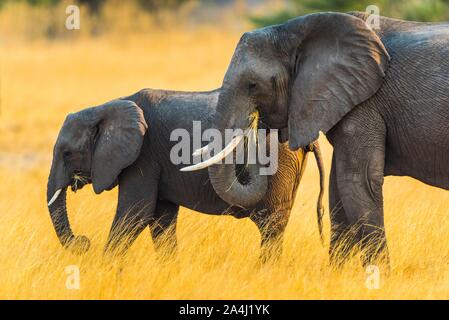 Afrikanische Elefanten (Loxodonta africana), Erwachsenen und Jugendlichen Fütterung, Moremi Wildlife Reserve, Ngamiland, Botswana Stockfoto