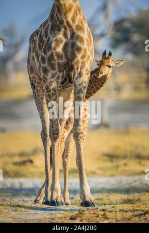 Angolanischen Giraffen (Giraffa Camelopardalis angolensis), jungen Blick hinter die Beine, Mutter, Detailansicht, Moremi Wildlife Reserve, Ngamiland Stockfoto