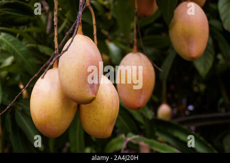 Mango Zeilen in den Garten. Rote reife Mango erhöht die Schönheit des Gartens. Reife Mango ist ein Liebling aller. Stockfoto