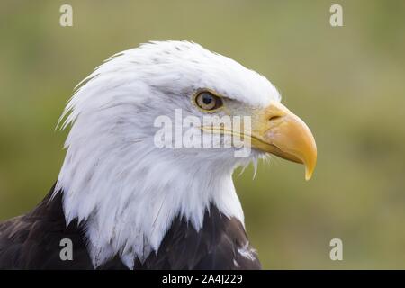 Der Weißkopfseeadler (Haliaeetus leucocephalus), Tier Portrait, Captive, Hessen, Deutschland Stockfoto