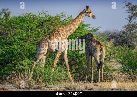 Angolanischen Giraffen (Giraffa Camelopardalis angolensis), Essen ein Strauch, Moremi Wildlife Reserve, Ngamiland, Botswana Stockfoto