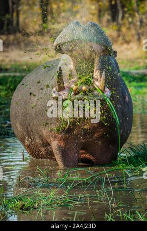 Flusspferd (Hippopotamus amphibius), Beweidung im flachen Wasser, offenen Mund, Moremi Wildlife Reserve, Ngamiland, Botswana Stockfoto