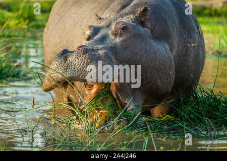 Flusspferd (Hippopotamus amphibius), Beweidung im flachen Wasser, Moremi Wildlife Reserve, Ngamiland, Botswana Stockfoto