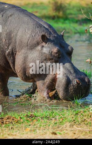 Flusspferd (Hippopotamus amphibius), Beweidung im flachen Wasser, Moremi Wildlife Reserve, Ngamiland, Botswana Stockfoto