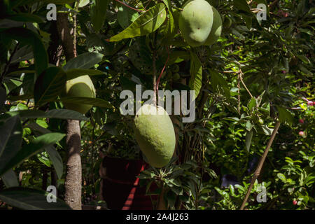 Verschiedene Arten von Mango Zeilen in den Garten. Hängende Mangos sind die Verbesserung der Schönheit des Gartens. Stockfoto