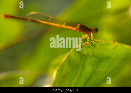 Green Eyed damselfly östlichen forktail Dragonfly schöne Makro Tierwelt Königreich in der Nähe suchen Stockfoto