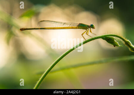 Green Eyed damselfly östlichen forktail Dragonfly schöne Makro Tierwelt Königreich in der Nähe suchen Stockfoto