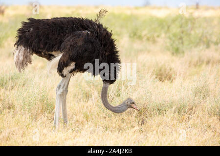 Männliche Strauße im Gras- und Weideland, Etosha, Namibia, Afrika Stockfoto