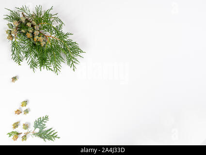 Ein mit einigen Beeren auf eine weiße Fläche Stockfoto