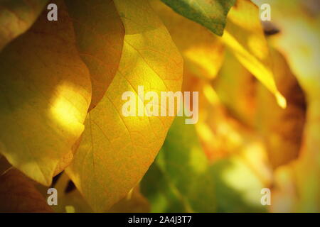 Herbst Blätter, orange Blätter, herzförmigen Blätter Stockfoto