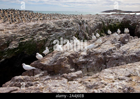 Paloma Antarktis (Chionis alba) y al fondo Cormoran Imperial, Patagonien, Argentinien Stockfoto