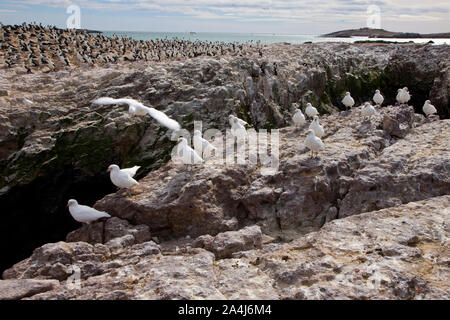 Paloma Antarktis (Chionis alba) y al fondo Cormoran Imperial, Patagonien, Argentinien Stockfoto