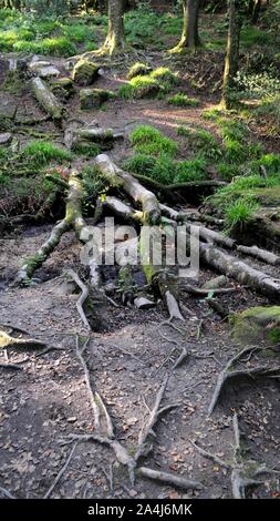 Gefällten Baumes in Drayne's Wood am Bodmin Moor in der Nähe von Golitha Falls und Drayne's Bridge, Cornwall, UK. Stockfoto