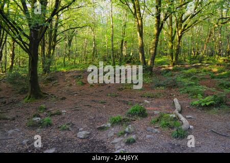 Drayne's Wood am Bodmin Moor in der Nähe von Golitha Falls und Drayne's Bridge, Cornwall, UK. Stockfoto